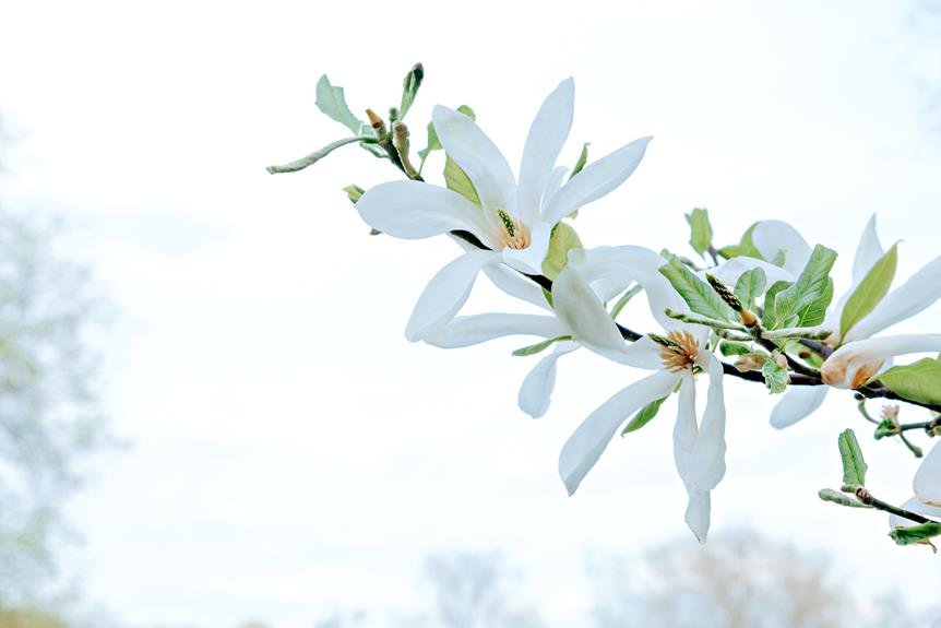 exploring magnolia kobus s enchanting world
